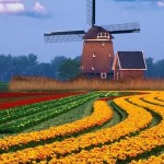 visiter les champs de tulipes à vélo aux Pays-Bas